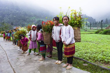Dong Van, Ha Giang, Vietnam, 13 Ekim 2018: Hagiang, Vietnam kolza tohumu çiçek sepetleri tanımlanamayan etnik azınlık çocuklar. Hagiang Vietnam en kuzeydeki bir ildir