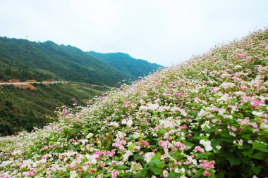 Dong Van, Ha Giang, Vietnam, 27 Ekim 2018: Buğday Tepesi Ha Giang, Vietnam çiçekler. Hagiang Vietnam en kuzeydeki bir ildir