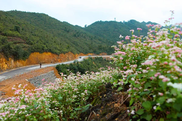 Dong Van Giang Vietnam Octobre 2018 Colline Fleurs Sarrasin Giang — Photo