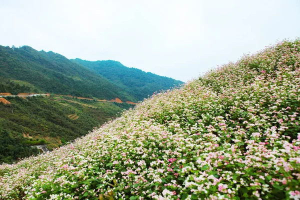 Dong Van Giang Wietnam Października 2018 Hill Kaszy Gryczanej Kwiaty — Zdjęcie stockowe