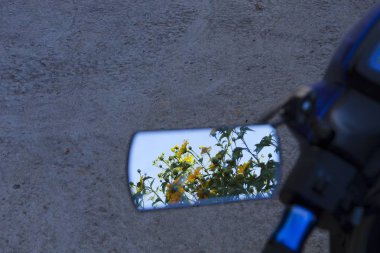 Bush Da Lat, Vietnam için sarı, renkli sahnesinde vahşi ayçiçeği çiçek