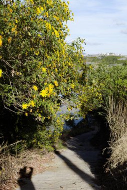 Bush Da Lat, Vietnam için sarı, renkli sahnesinde vahşi ayçiçeği çiçek