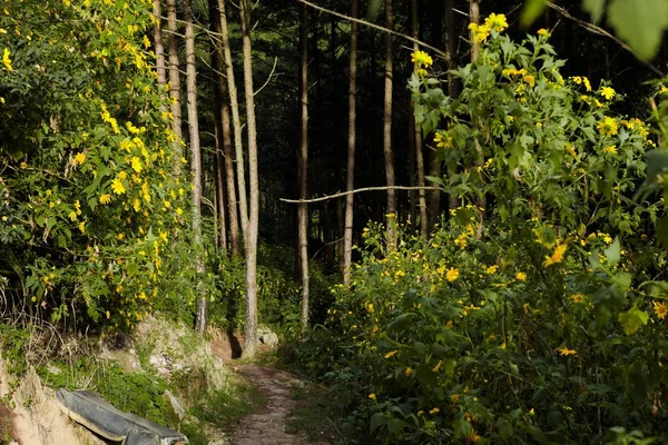 Bush Lat Vietnam Için Sarı Renkli Sahnesinde Vahşi Ayçiçeği Çiçek — Stok fotoğraf