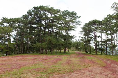 Akşam, insanlar arasında çam ormanı, pembe çim tepe kontrast yeşil ağaç yapmak harika sahne Dalat Turizm ile çayır üzerinde inekler otlatma, Da lat Vietnam, muhteşem manzara