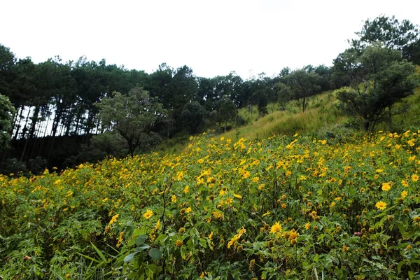 Cespuglio Girasole Selvatico Fioriscono Giallo Scena Colorata Lat Vietnam — Foto Stock