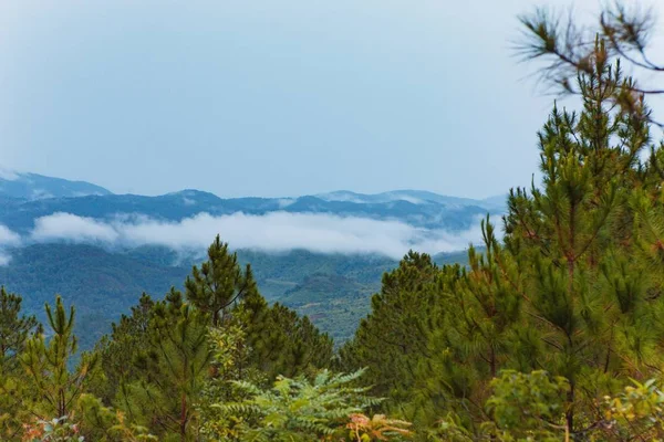 Çam Ormanı Yayla Lat Şehir Langbiang Sabah Siste — Stok fotoğraf