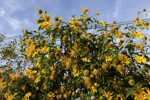 Cespuglio Girasole Selvatico Fioriscono Giallo Scena Colorata Lat Vietnam — Foto Stock