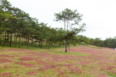 Akşam, insanlar arasında çam ormanı, pembe çim tepe kontrast yeşil ağaç yapmak harika sahne Dalat Turizm ile çayır üzerinde inekler otlatma, Da lat Vietnam, muhteşem manzara