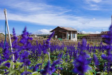 Lavanta Da Lat, Vietnam