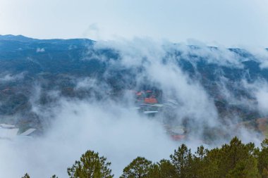 Çam ormanı, yayla Da Lat şehir Langbiang sabah siste