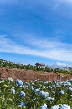 Ortanca çiçek, bu güzel çiçekleri alan arazi Da Lat, Vietnam yetiştirilen
