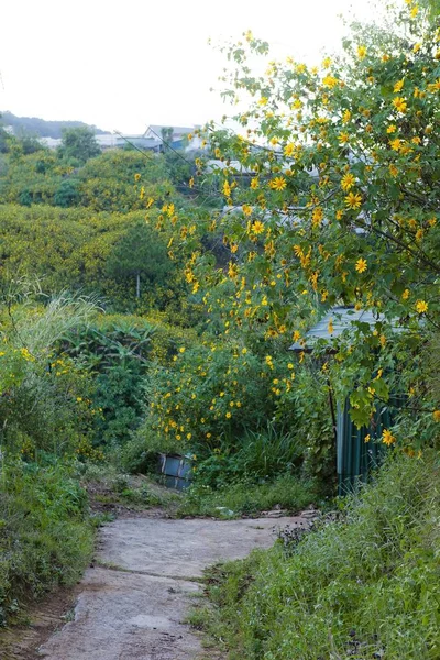 Güzellik Manzara Güzellik Köyü Kır Çiçeği Ile Seyahat Için Sarı — Stok fotoğraf