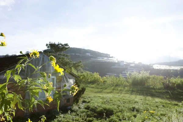 Strauch Wilder Sonnenblumen Blüht Gelb Farbenfrohe Szene Lat Vietnam — Stockfoto