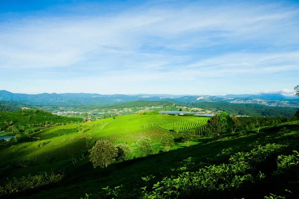 Sabah Lat Vietnam Cau Dat Çay Çiftliğinde — Stok fotoğraf