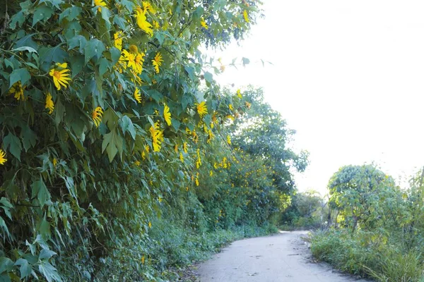 Güzellik Manzara Güzellik Köyü Kır Çiçeği Ile Seyahat Için Sarı — Stok fotoğraf