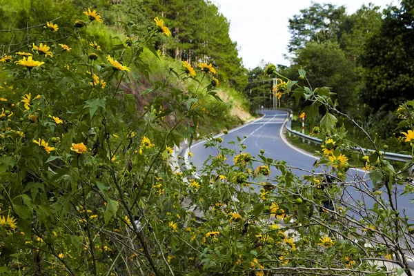 Campagne Vietnamienne Avec Fleur Tournesol Sauvage Jaune Long Rue Dalat — Photo