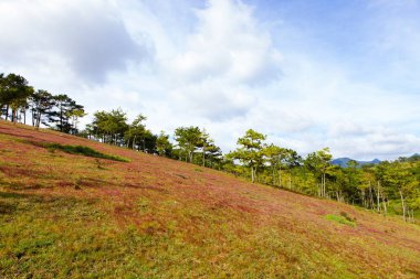 Akşam, insanlar arasında çam ormanı, pembe çim tepe kontrast yeşil ağaç yapmak harika sahne Dalat Turizm ile çayır üzerinde inekler otlatma, Da lat Vietnam, muhteşem manzara