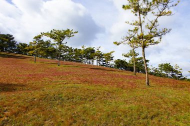 Akşam, insanlar arasında çam ormanı, pembe çim tepe kontrast yeşil ağaç yapmak harika sahne Dalat Turizm ile çayır üzerinde inekler otlatma, Da lat Vietnam, muhteşem manzara