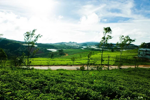 Утром Чайной Ферме Далате Вьетнам — стоковое фото