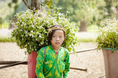 Dong Van, Ha Giang, Vietnam, 27 Eylül 2019: Hagiang, Vietnam'da kolza çiçeği sepetleri ile tanımlanamayan etnik azınlık çocukları. Hagiang, Vietnam'ın en kuzeyinde yer alan bir eyalettir.
