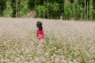 Dong Van, Ha Giang, Vietnam, 27 Eylül 2019: Ha Giang, Viet Nam'da karabuğday çiçeği tarlası. Ha Giang Dong Van karst platosu küresel jeolojik park ile ünlüdür.