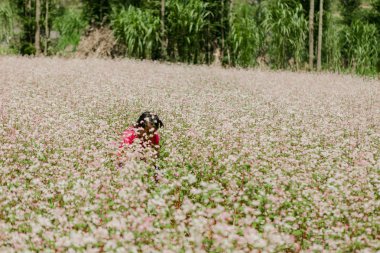 Dong Van, Ha Giang, Vietnam, 27 Eylül 2019: Ha Giang, Viet Nam'da karabuğday çiçeği tarlası. Ha Giang Dong Van karst platosu küresel jeolojik park ile ünlüdür.