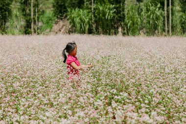 Dong Van, Ha Giang, Vietnam, 27 Eylül 2019: Ha Giang, Viet Nam'da karabuğday çiçeği tarlası. Ha Giang Dong Van karst platosu küresel jeolojik park ile ünlüdür.