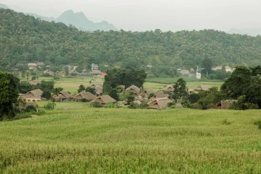 Khuoi My, Ha Giang eyaleti, Kuzey Vietnam teraslı pirinç tarlaları