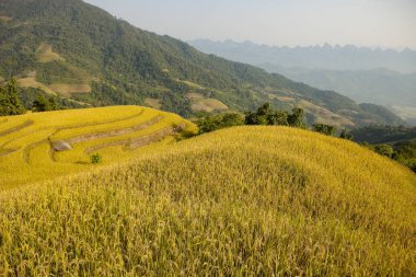 Khuoi My, Ha Giang eyaleti, Kuzey Vietnam teraslı pirinç tarlaları