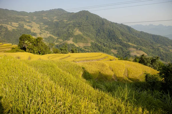 Pola Ryżowe Tarasach Khuoi Prowincja Giang Wietnam Północny — Zdjęcie stockowe