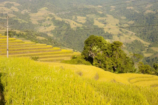 Campos Arroz Terraços Khuoi Província Giang Vietnã Norte — Fotografia de Stock