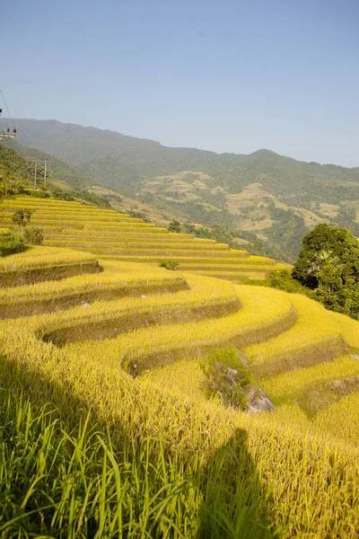 Campos Arroz Terraços Khuoi Província Giang Vietnã Norte — Fotografia de Stock