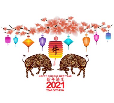 Sakura çiçeği arka planı. Kiraz çiçeği ve fener izole edilmiş beyaz arka plan. Çin Yeni Yılı Öküz (Çince çeviri: Mutlu Çin Yeni Yılı, Öküz Yılı)