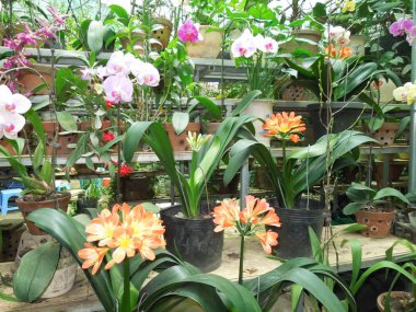  Çiçekli orkide sera içinde