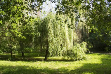 Gün ışığında yaz parkı