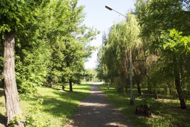 Gün ışığında yaz parkı