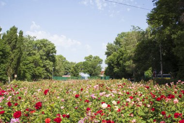 Bir yaz parkında gül ile güzel bahçe