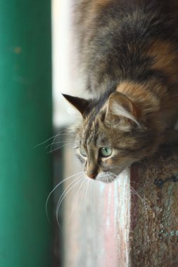 Şehir sokaklarında güzel kediler