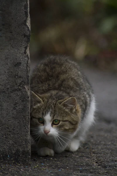 Kucing Cantik Jalan Jalan Kota — Stok Foto