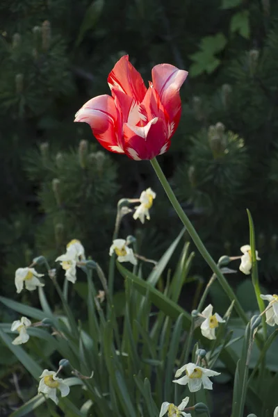 Beautiful Flowers Park Bugs — Stock Photo, Image