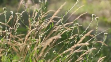 Yeşil çim sapları güneşte oynamak