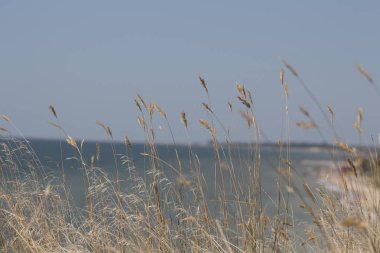 buğday tam kulakları rüzgar Denizi'nde titreme sallayarak sivri