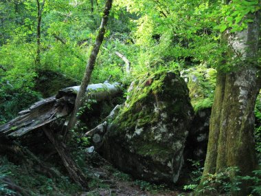 Yaz aylarında yeşil dağ ormanı. 