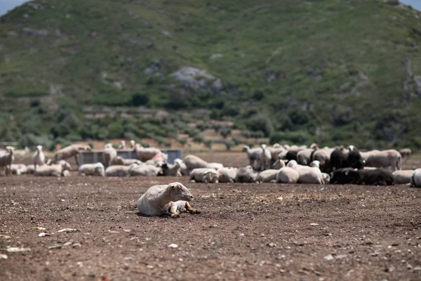 Rebaño de ovejas en el campo —  Fotos de Stock