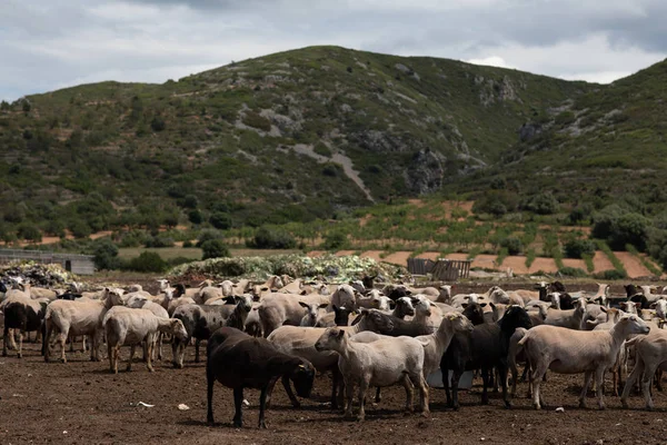 Rebaño de ovejas en el campo —  Fotos de Stock