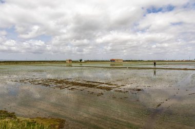 Valencia yakınlarındaki pirinç tarlaları gözlemleyen adam