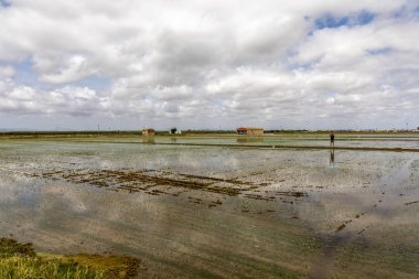 Valencia yakınlarındaki pirinç tarlaları gözlemleyen adam