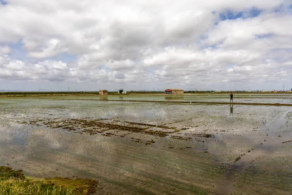 Людина спостережень рисових полів недалеко від Валенсії — стокове фото