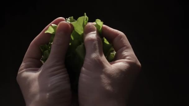 このストックフィルムは 隔離された黒い背景の下に緑のレタスの葉を持つ男の手のクローズアップショットを特徴としています — ストック動画