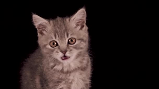 Écossais droite chaton lèche — Video